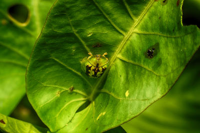 Close-up of insect on plant