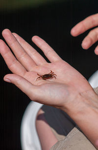 Close-up of hand holding insect