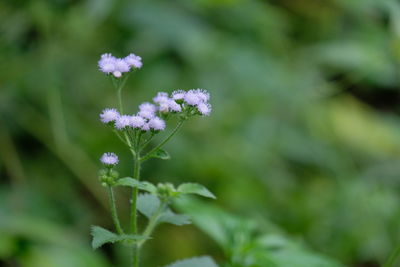 Close-up of purple flowering plant