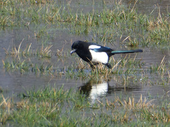 Side view of bird in lake