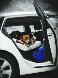 View of dog in car