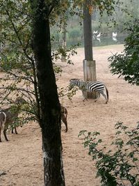 View of a horse on tree