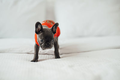 Portrait of dogs on bed