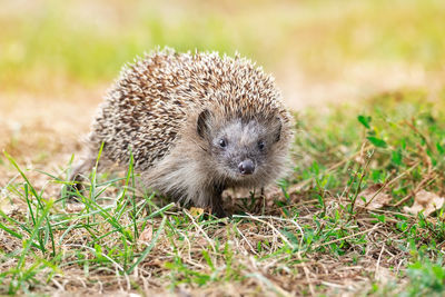 Close-up of an animal on field