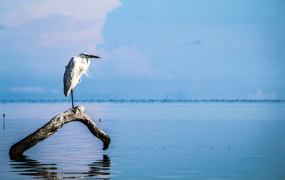 Bird perching on a sea