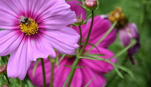 Close-up of bee on purple flower