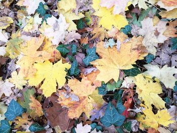 Full frame shot of dry maple leaves