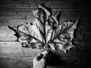 Close-up of hand holding autumn leaves