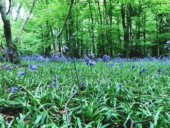 View of flower trees in forest