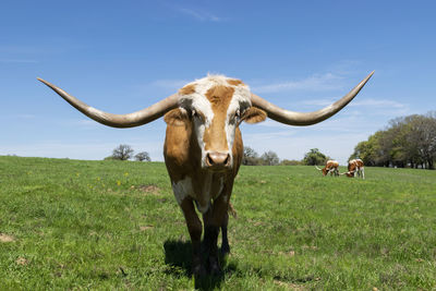 Portrait of a horse on field