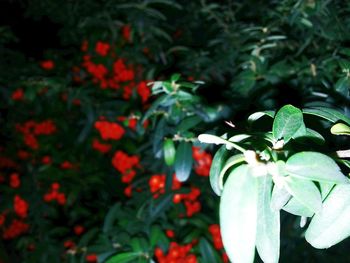 Close-up of flowers growing on plant