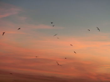 Low angle view of birds flying in sky