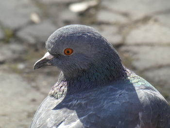 Close-up of pigeon