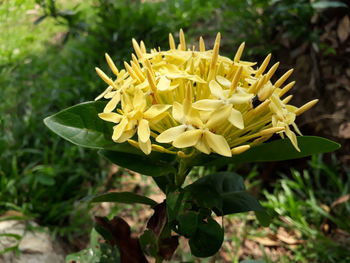 Close-up of yellow flowers blooming outdoors