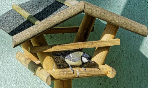 Close-up of bird on bird feeder