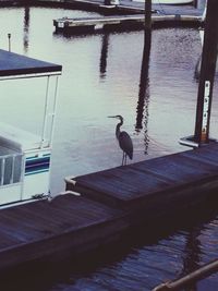 Bird perching on pier