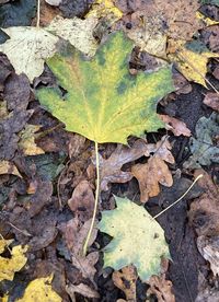 High angle view of maple leaf on street