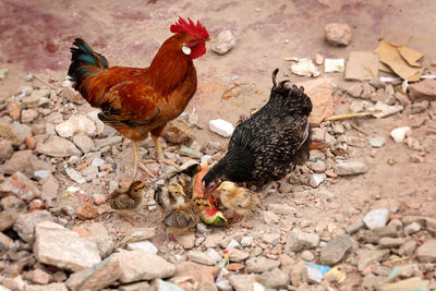 View of birds on field