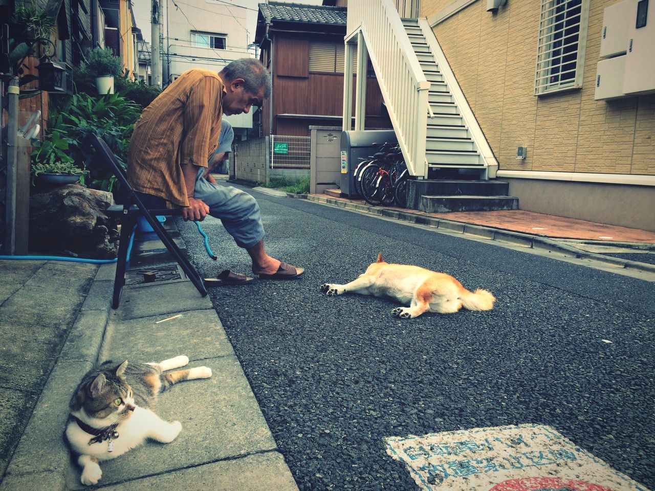 animal themes, domestic animals, pets, mammal, one animal, domestic cat, building exterior, cat, street, dog, full length, built structure, architecture, two animals, feline, sitting, high angle view, relaxation, stray animal, sidewalk