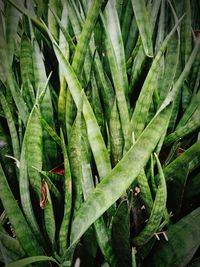 Full frame shot of succulent plant
