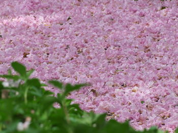 Close-up of pink flowers on tree