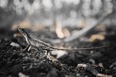 Close-up of lizard on rock