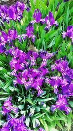 Close-up of purple flowers