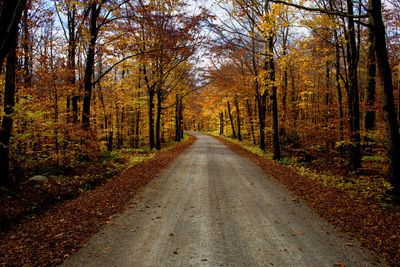 Road amidst trees in forest during autumn