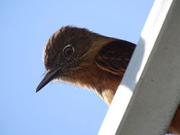 Close-up of a bird against clear sky