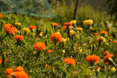 Close-up of orange flowers on field