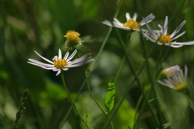 Close-up of white flowering plant on field