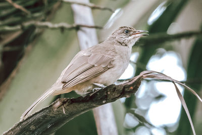 Close-up of bird perching on branch