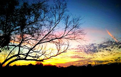 Silhouette trees against sky during sunset