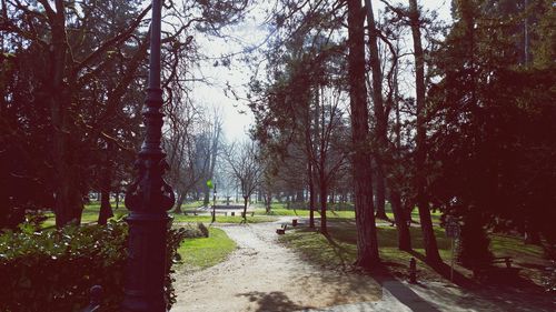 Footpath leading towards trees