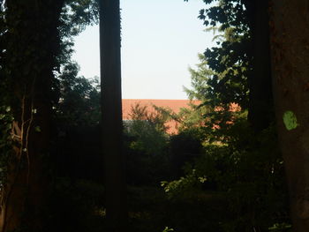 tree
