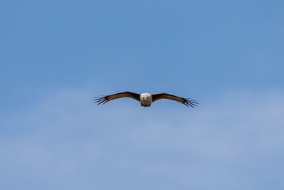 Low angle view of bird flying in sky