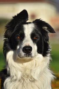 Close-up portrait of dog