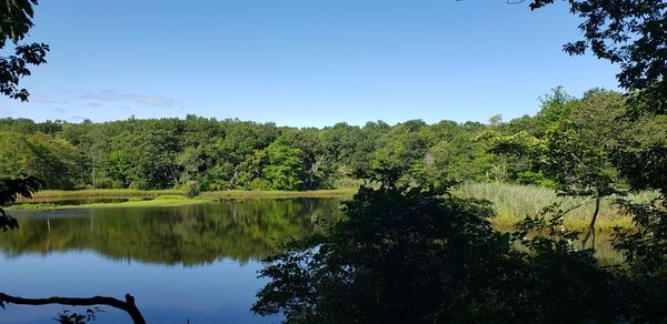 Scenic view of lake in forest against sky