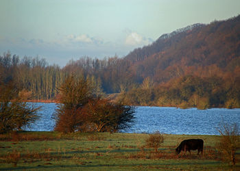 Scenic view of lake by trees against sky