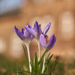 Close-up of purple crocus plant