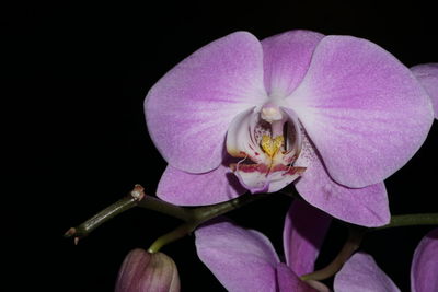 Close-up of pink flower blooming against black background