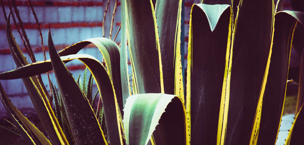 Close-up of plants