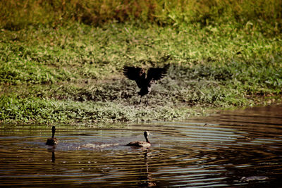 Two birds flying over lake