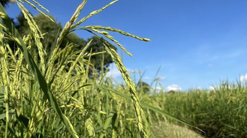 Close-up of crops growing on field against sky