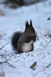 Close-up of squirrel on snow