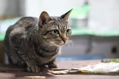 Close-up of a cat sitting on table
