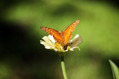 Close-up of butterfly pollinating on flower