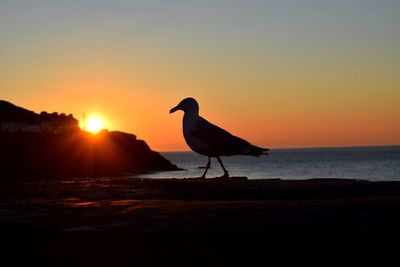 Silhouette bird on beach against sky during sunset