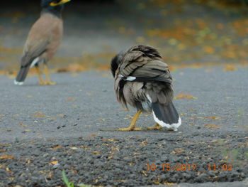 View of birds on field