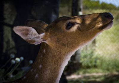 Close-up of deer